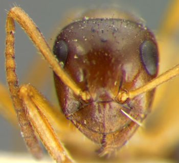 Media type: image;   Entomology 21705 Aspect: head frontal view